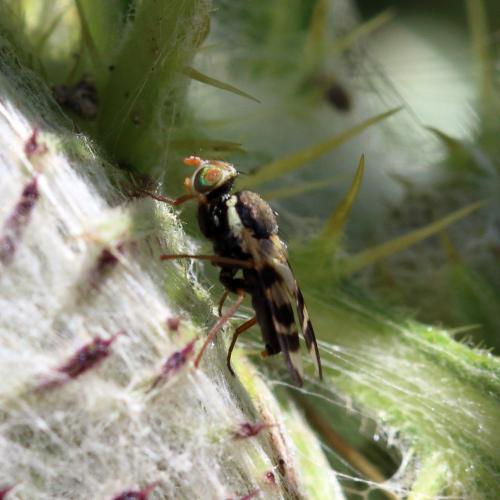 Urophora solstitialis